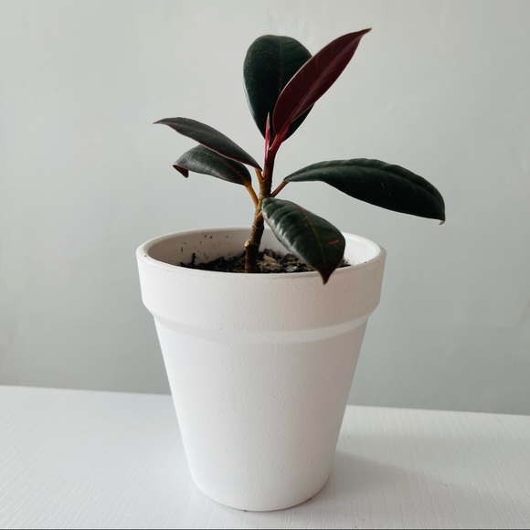 Live!!!  Purple Velvet Potted Plant - Picture 10 of 14